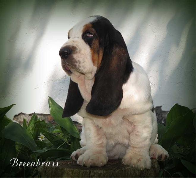 Norda Carmen Carrera Breenbrass | Basset Hound 