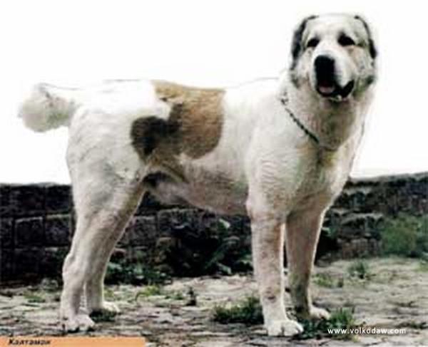 Kaltaman | Central Asian Shepherd Dog 