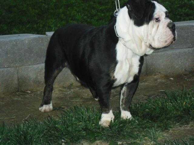 Unshackled's Candy | Olde English Bulldogge 