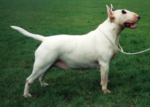 Cabriol Popsy Belle | Bull Terrier 