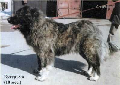 Kuterma Iz Sokolinogo Gnezda | Caucasian Mountain Dog 