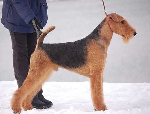 Joval Illusions of the Mind | Airedale Terrier 