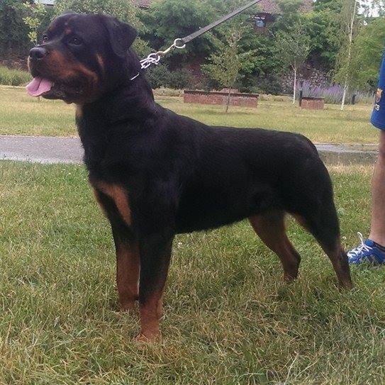 Chelsea von Hause Navradi | Rottweiler 