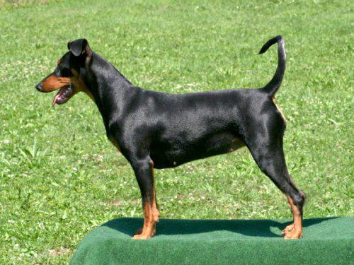 Daika vom Rittmeister | German Pinscher 