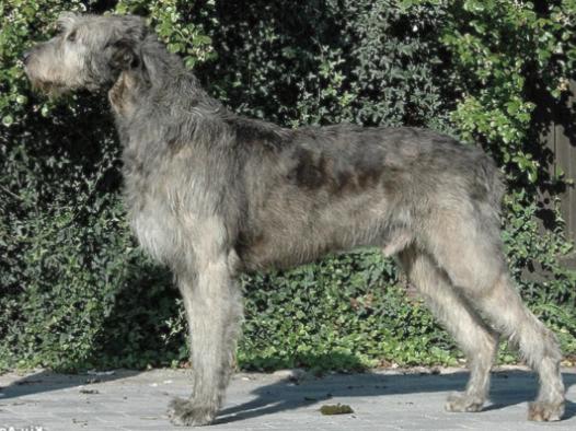 Wolfhouse Scarlatti | Irish Wolfhound 