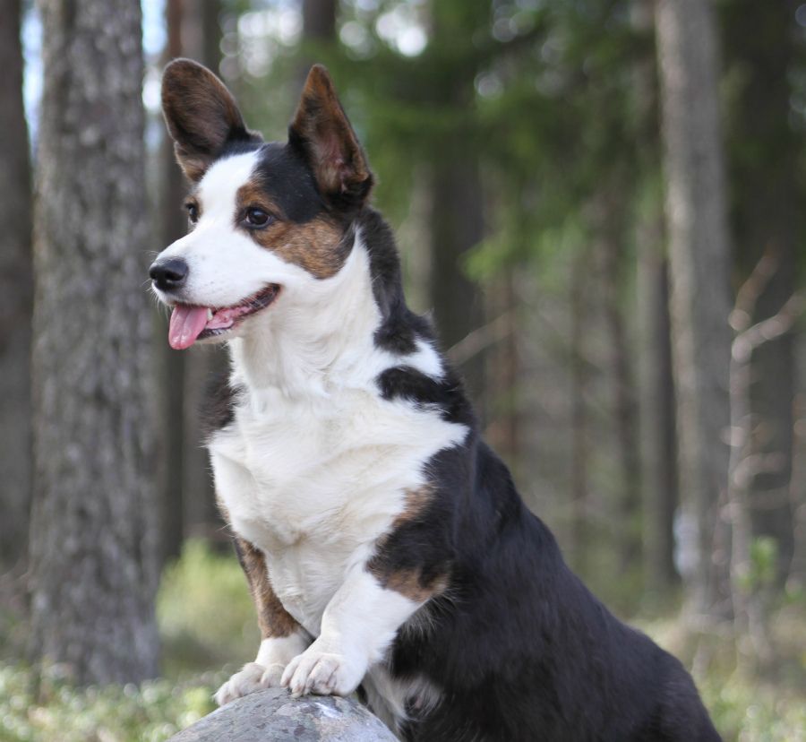 Apriori Vip Royal Luxsorry | Cardigan Welsh Corgi 