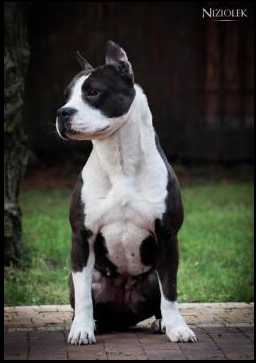 I JUST CAN'T STOP Niziolek | American Staffordshire Terrier 