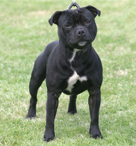 days of thunder at Crossguns | Staffordshire Bull Terrier 