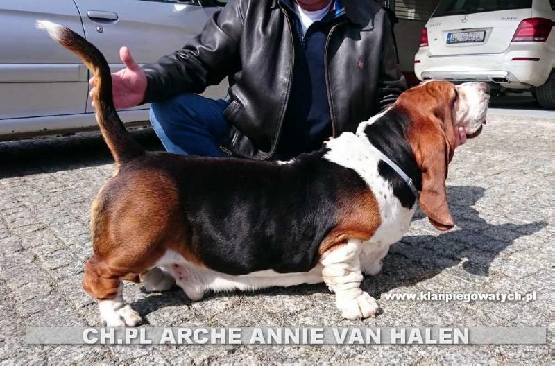 ARCHE ANNIE VAN HALLEN | Basset Hound 