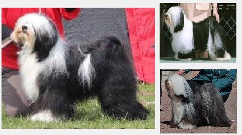 FALAMANDUS SIR KICK-A-LOT | Tibetan Terrier 