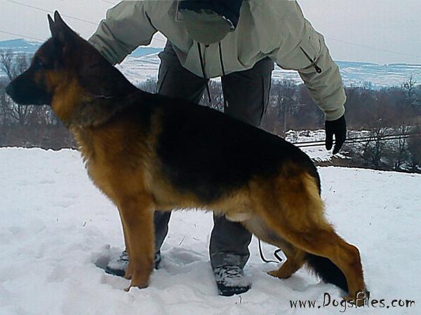 A Atena (Astra) Steel Soul | German Shepherd Dog 