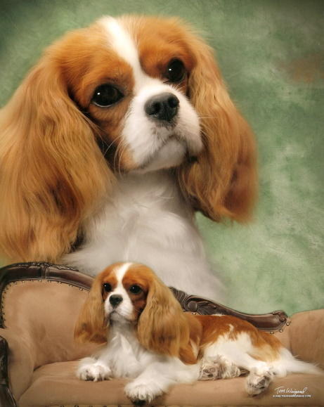 Countrymanor Super Trooper | Cavalier King Charles Spaniel 