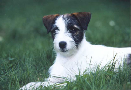 Yourmayo of Lovealoch | Parson Russell Terrier 