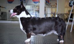 Kherders Madrai Vanda | Cardigan Welsh Corgi 