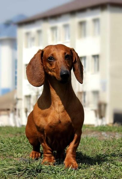 Russkiy Assorti'C Nadezhda | Dachshund 