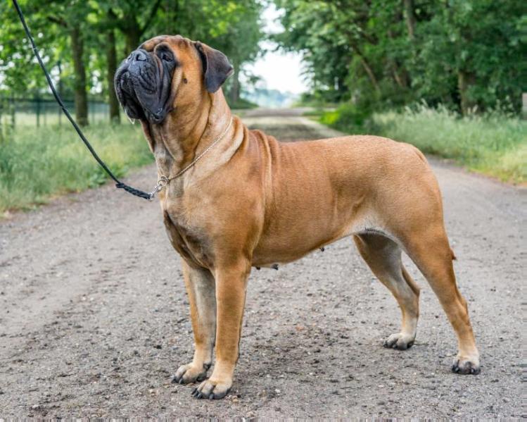 The Peatcutter's I am your Dream | Bullmastiff 