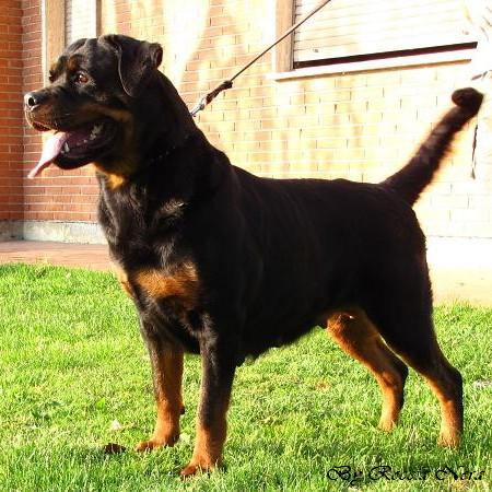 BASTA Von Krivosija Rot | Rottweiler 