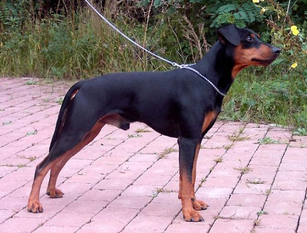 Dark Angel¿s Blade Mystic Black | German Pinscher 