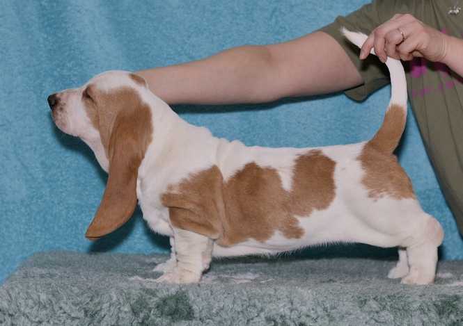 Sonja Lady Barnett's | Basset Hound 