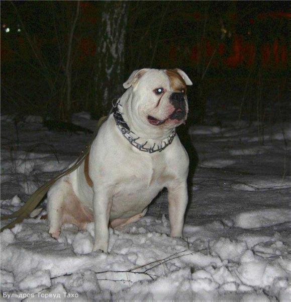 Bulldrow Torwood Tahoe | American Bulldog 