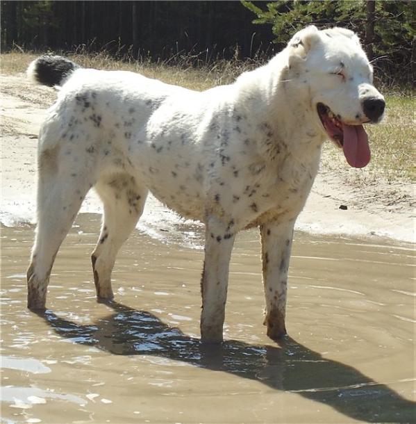 Fialka Altana dlia Doma kapalak | Central Asian Shepherd Dog 