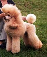 Zolotaja Rybka iz Rozovyh Snov | Poodle 