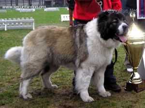 Faina Fora | Caucasian Mountain Dog 