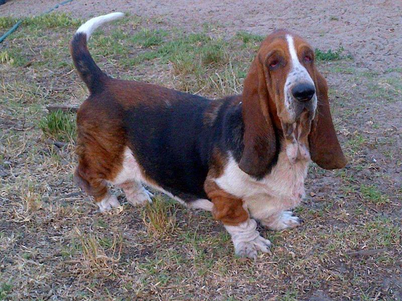 Tidalwaves Mary-Anne | Basset Hound 