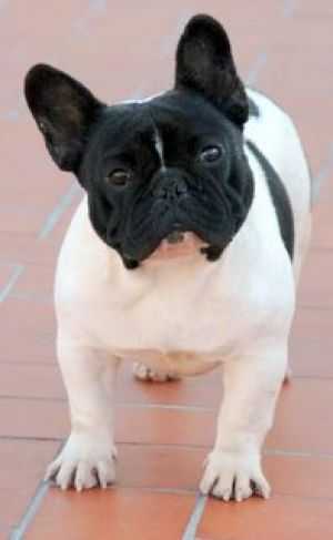EDITION OF LUXE TRISTAN | French Bulldog 