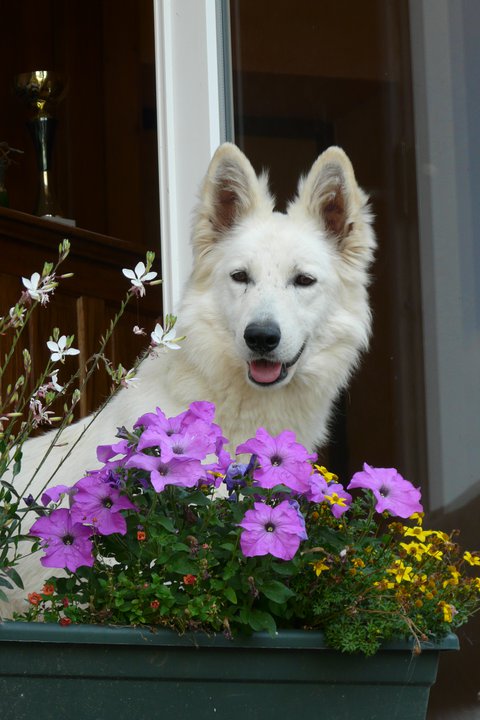 Eldorado Cadillac Du Mont de Sène | White Swiss Shepherd Dog 