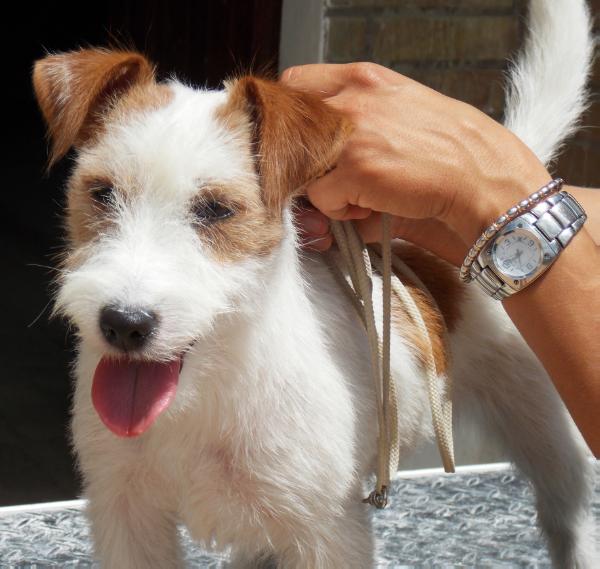 Ice cream di san ruffino | Jack Russell Terrier 