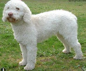 Zorrazo Bianca | Spanish Water Dog 