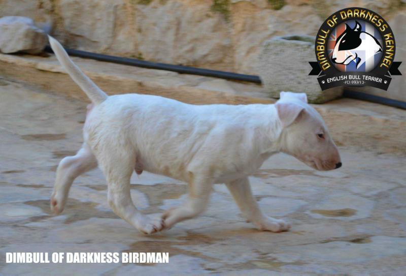 DIMBULL OF DARKNESS BIRDMAN | Bull Terrier 