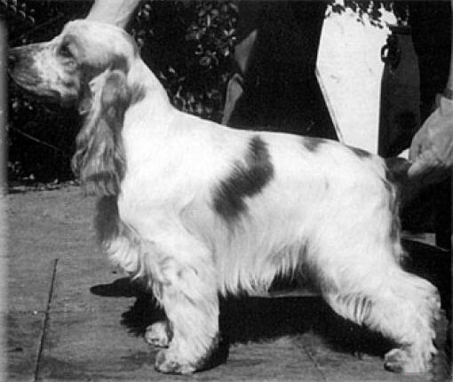 Sorbrook Bucks Fizz | English Cocker Spaniel 