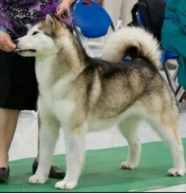 Stormswepts Keep'N Th Right Direction | Alaskan Malamute 