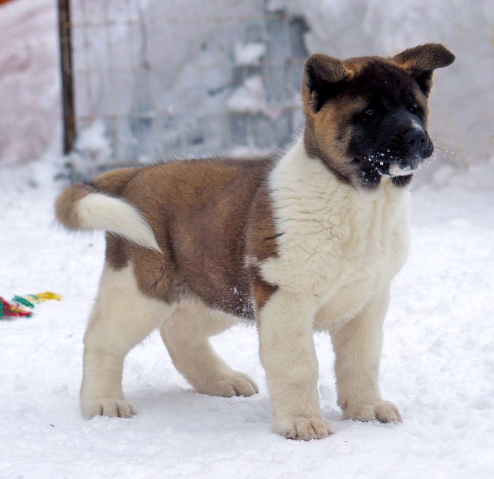 Siberian Hunter ONLEY | Akita 