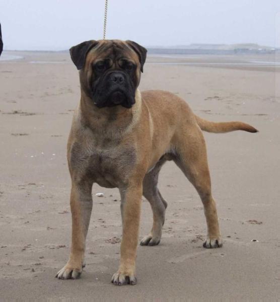 Ardhub jenson | Bullmastiff 