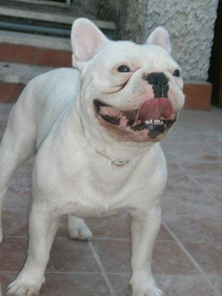 HOMER JUNIOR | French Bulldog 