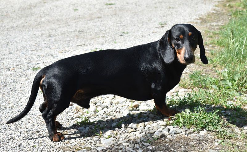 Dandy vom Allachbach | Dachshund 