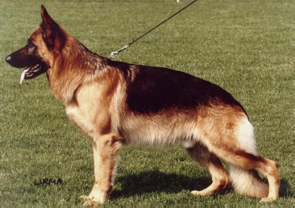 Idol von der Jahnhöhe | German Shepherd Dog 