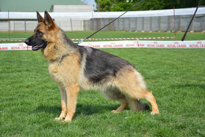 Bessy von Ginola | German Shepherd Dog 