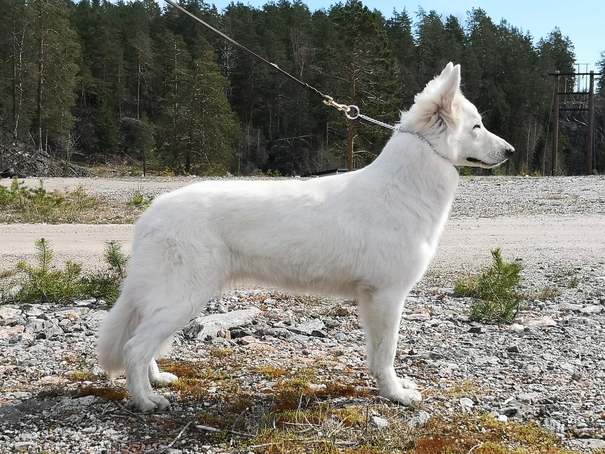 White Dream Team Yogobella | White Swiss Shepherd Dog 