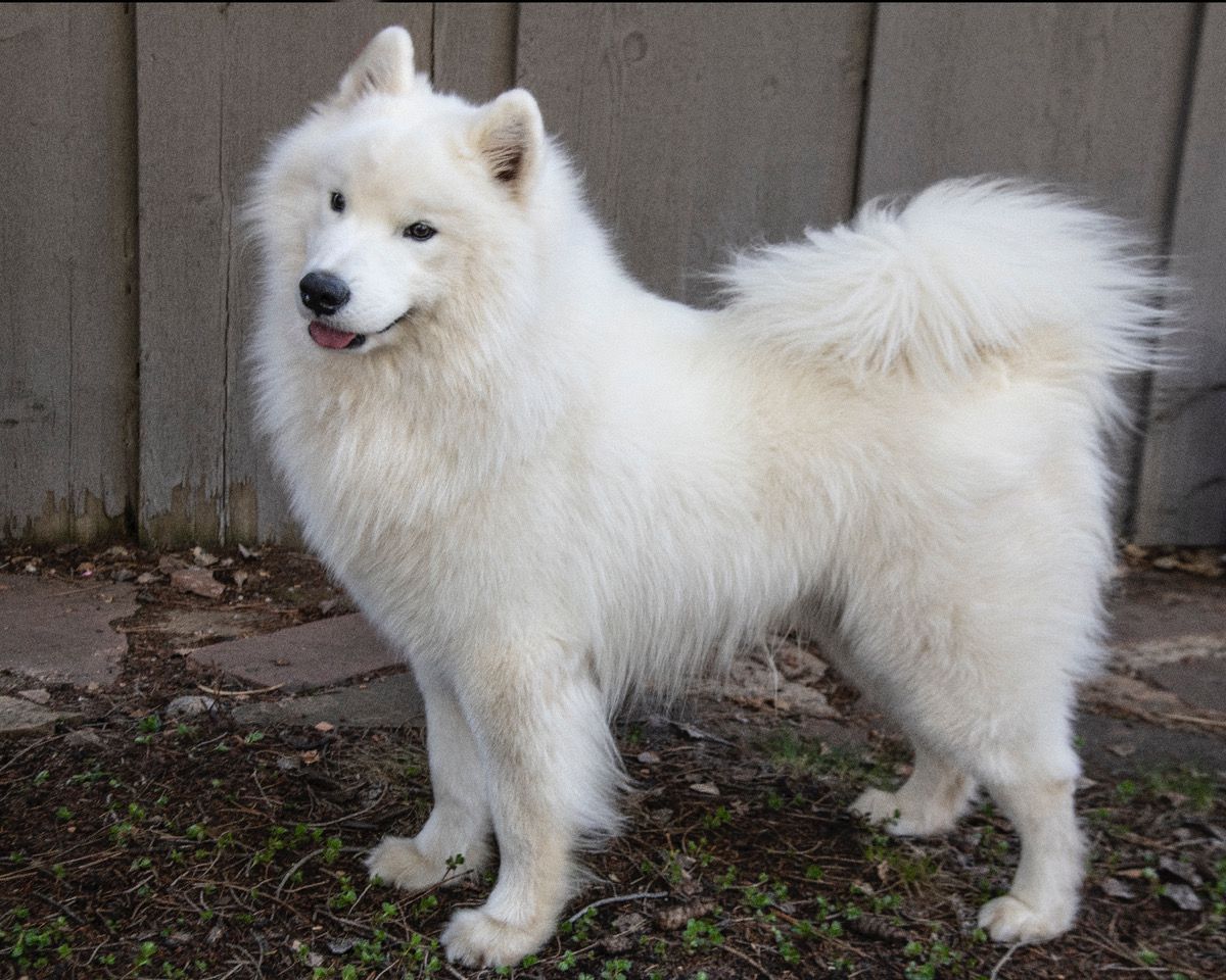 Tundra Ice and Samkota’s National Treasure | Samoyed 