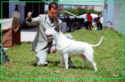 Northern buccaneer of kilacabar | Bull Terrier 