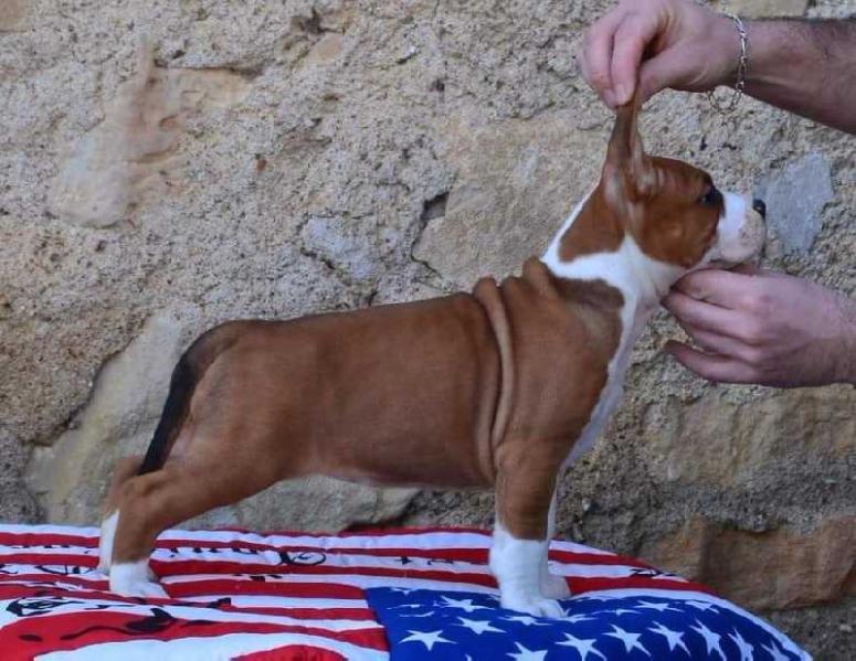 Lady pocka By Gold Black Mountain | American Staffordshire Terrier 