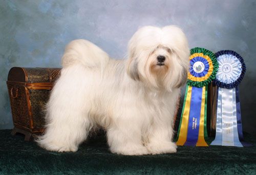 MOONRISE CAROLINA STARDUST | Tibetan Terrier 