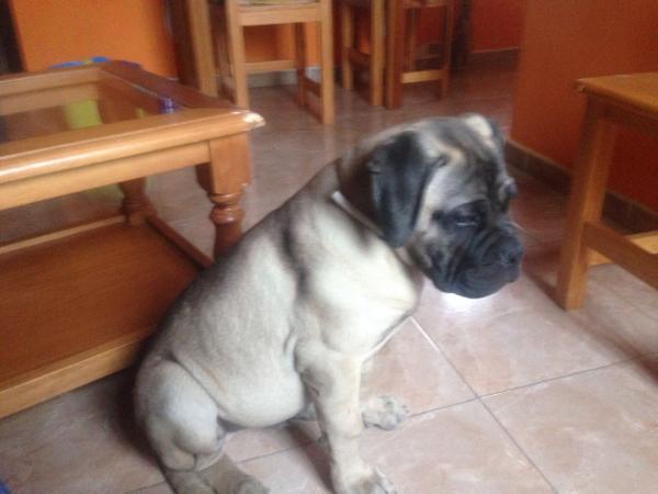 Clark de Castelo do Sobroso | Bullmastiff 