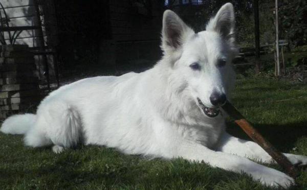 Maiyun Ghuna OF SKAH DAKOTA | White Swiss Shepherd Dog 