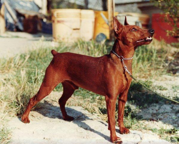 Fireman della Gorgona | Miniature Pinscher 