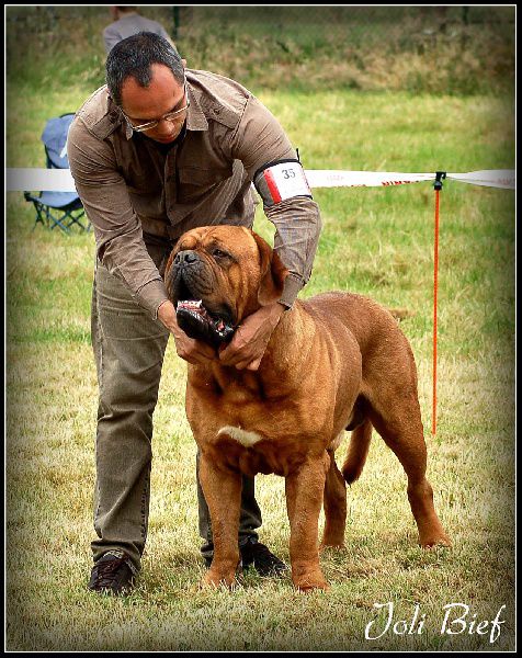 Nalu du Joli Bief | Dogue de Bordeaux 